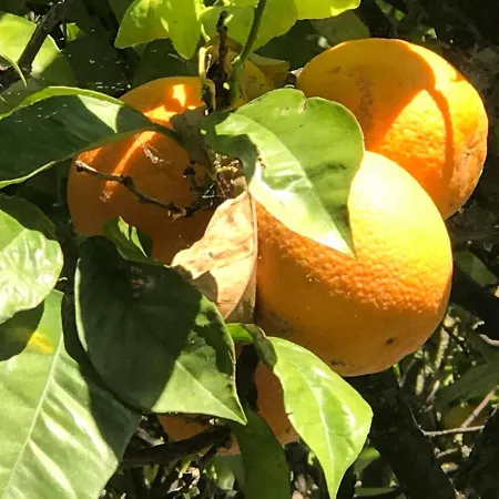 Maria Appartement Alvor