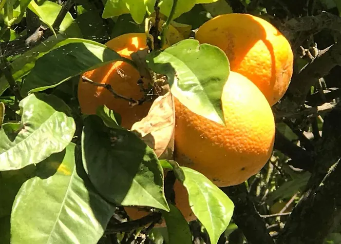 Maria Lejlighed Alvor